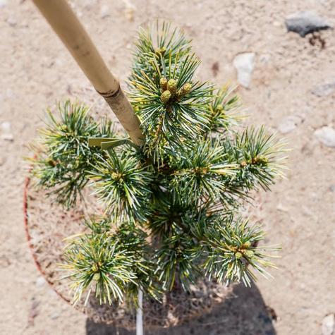 Sosna drobnokwiatowa Fukai Dwubarwna Rzadkość