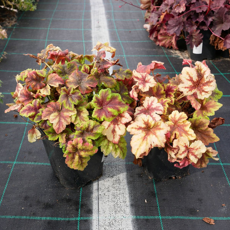 Żuraweczka Gold Zebra