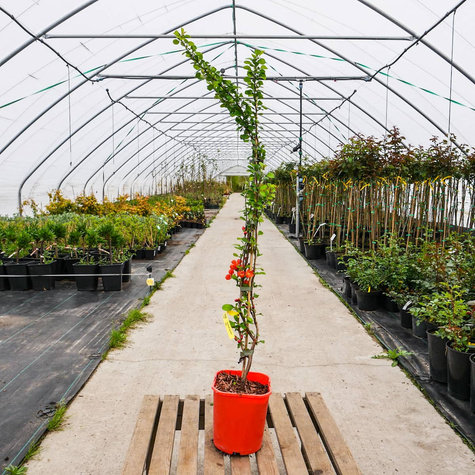 Pigwowiec japoński Cido w doniczce (C2)