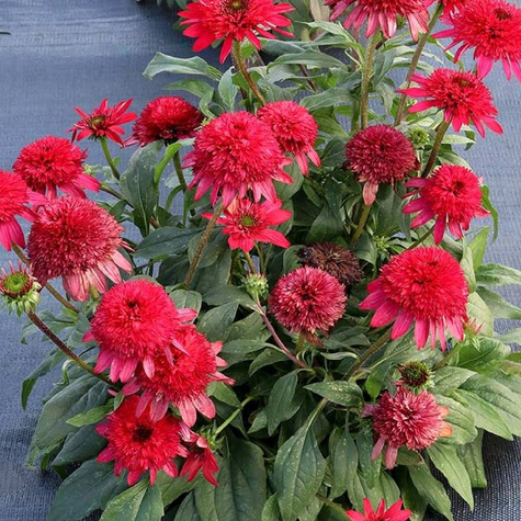 Jeżówka purpurowa Sunny Days Ruby (C2)