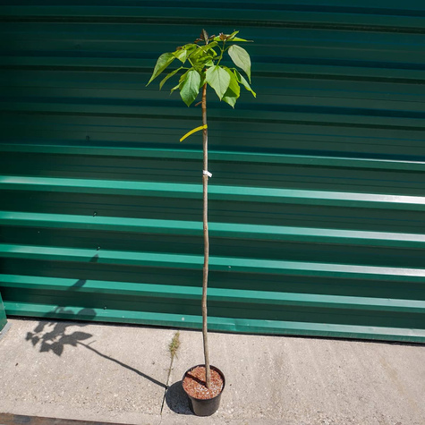 Katalpa Szczepiona Na Pniu Surmia Bignoniowa Nana