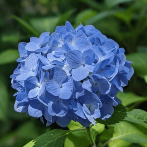 Hortensja ogrodowa Nikko Blue (P9)