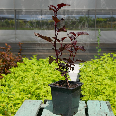 Pęcherznica kalinolistna Purple Horizon (P9)