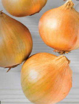 Cebula żółta Wama średniowczesna 500g