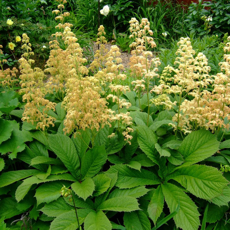 Rodgersja pierzasta (C2)