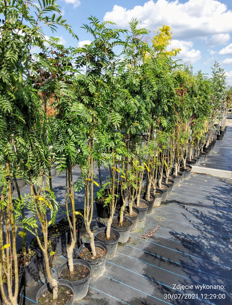 Jarząb kolumnowy H-200/300cm