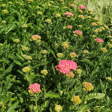 Krwawnik ogrodowy Milly Rock Red Impr.