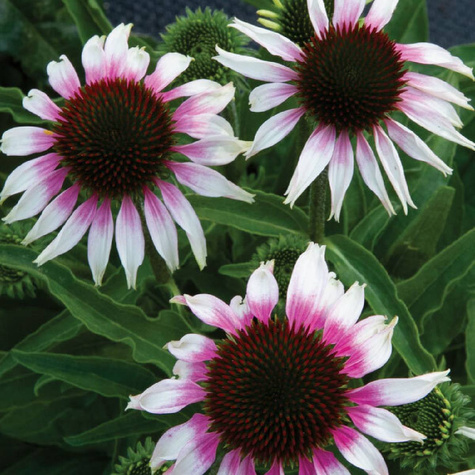 Jeżówka purpurowa Sombrero Special White Purple (C2)