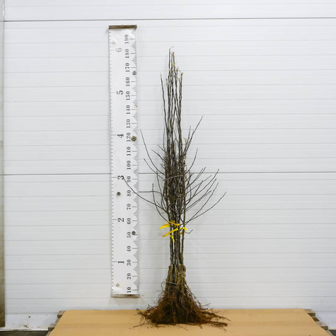 Jabłoń Waleria Plant Pack