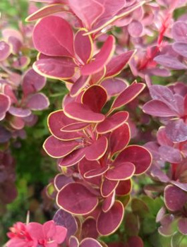 Berberys thunberga Orange Dream