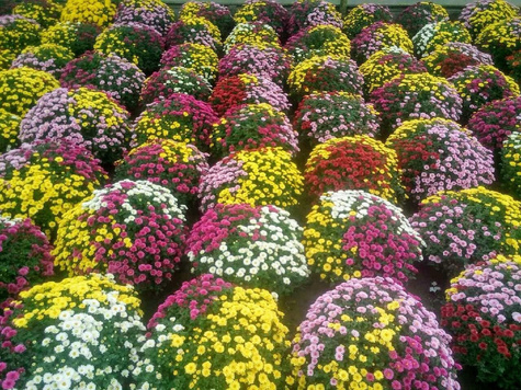 Chryzantema Lumia Blanc biała sadzonki w doniczce P11