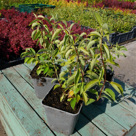 Jaśminowiec Innocence (P9)