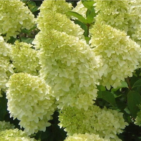 Hortensja bukietowa Magical Candle Kolmcan (P9)