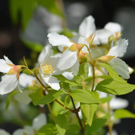 Jaśminowiec Dame Blanche (P9)