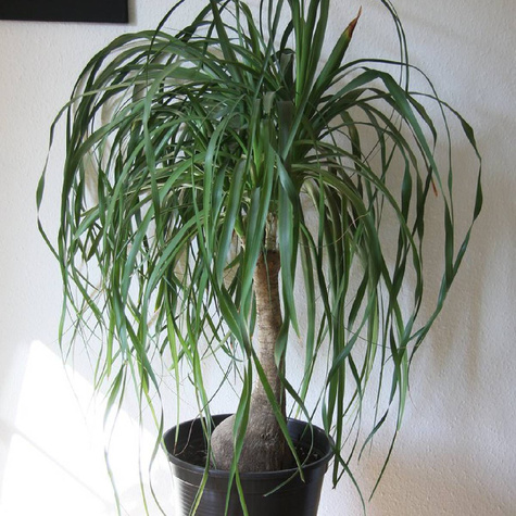 Beukarnea wygięta Nolina Beaucarnea recurvata Noga słonia 5szt nasion