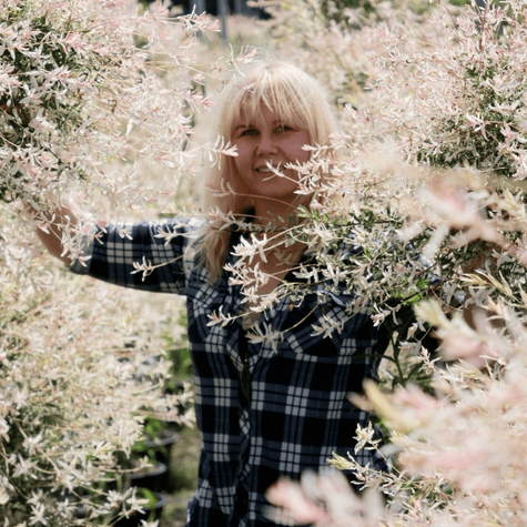 Wierzba Hakuro Nishiki na pniu (Pa 80/120, obw.6/10cm, H-100/180)