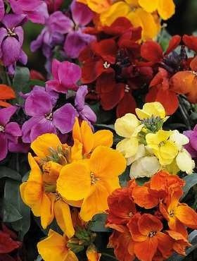 Lak pospolity pachnący letni mieszanka 1g