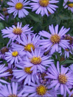 Aster gawędka Mira (P9)