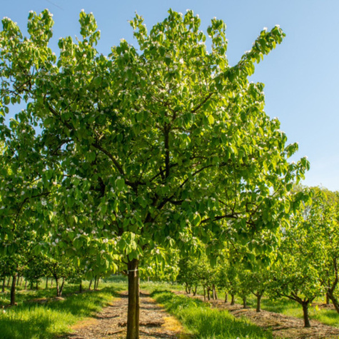 Pigwa gruszkowa Vranja Wrania w doniczce (C2)