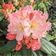 Rododendron Percy Wieseman łososiowy (C2)