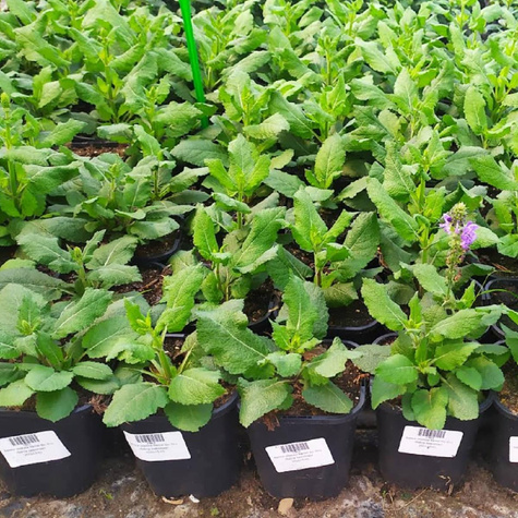 Szałwia omszona Marvel Dark Blue (C2)