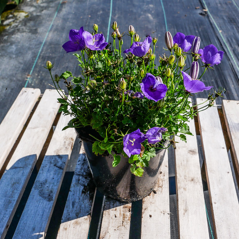 Dzwonek karpacki Perla Blue (C2)