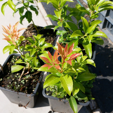 Pieris japoński Christmas Cheers (P9)