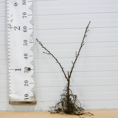 Agrest czerwony bezkolcowy Spine Free Plant Pack