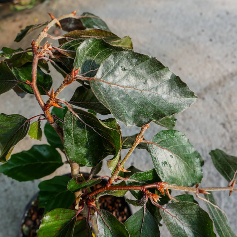 Buk pospolity Black Swan