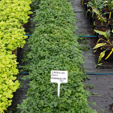 Jiaogulan Ziele długowieczności Pięciolistny Żeńszeń