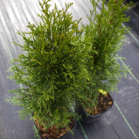 Thuja Tuja Żywotnik Smaragd Zielona zimą (C2)