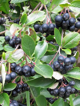 Aronia Czarnoowocowa Owoc Długowieczności i Antyoksydant Plant Pack