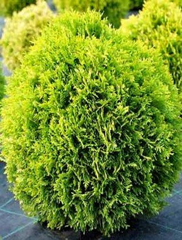 Thuja Tuja Żywotnik zachodni Dawid (C2)
