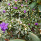 Rododendron różanecznik fioletowy (C2)