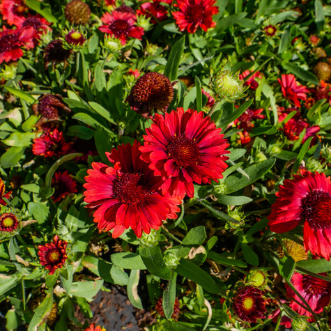 Gailardia oścista Dzianwa Mesa Red (C2)