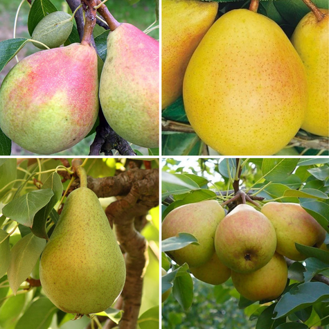 Zestaw Grusze Wczesne i Późne Plant Pack
