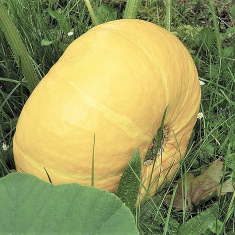 Dynia zwyczajna olbrzymia Melonowa Żółta 5g