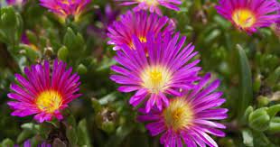 Słonecznica Delosperma Delmara Pink różowa Sukulent wieloletnia NOWOŚĆ