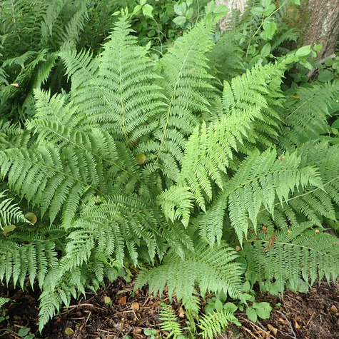 Wietlica samicza Paproć Lady in red