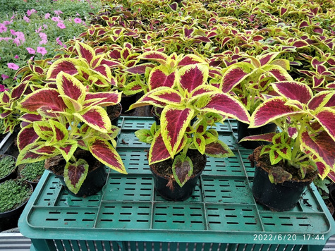 Koleus Coleus Pokrzywka czerwono-zielona