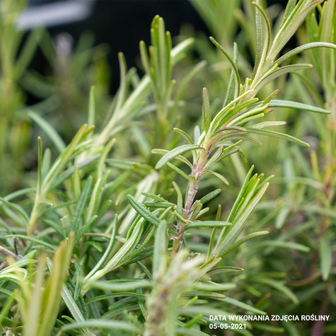 Rozmaryn lekarski Albiflorus