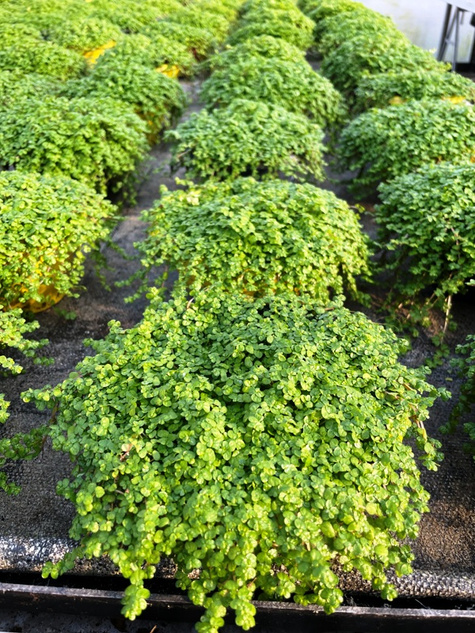 Mięta ozdobna Mini Mint pachnąca Hybryda Nowość