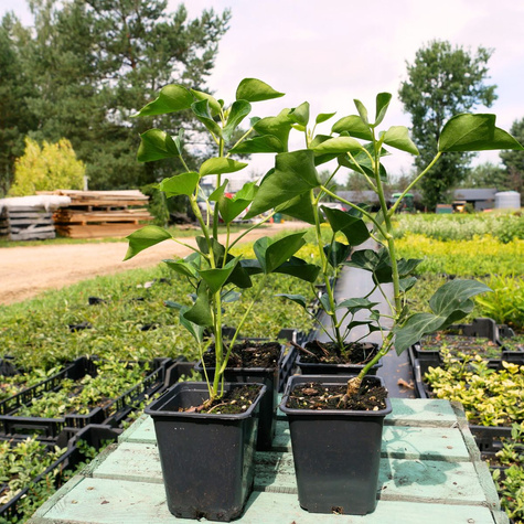 Bluszcz pospolity Arborescens (P9)