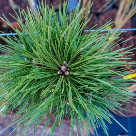 Sosna czarna SN 18 szczepiona na pniu Pa60cm