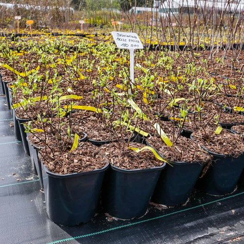 Jaśminowiec Belle Etoile silnie pachnące (C2)