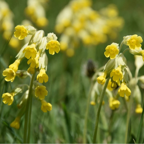 Pierwiosnek kwiecisty (P9)