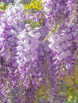 Glicynia kwiecista Wisteria Ludwik Lawin (C2)