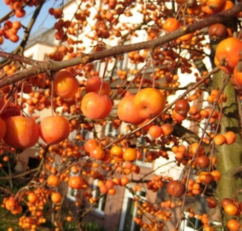 Jabłoń EVEREST - uniwersalny zapylacz jabłoni