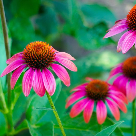 Jeżówka purpurowa niezawodna lecznicza (C2)