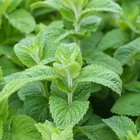 Mięta wonna jabłkowa (C2)